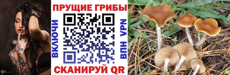где купить   кракен ТОР  Галлюциногенные грибы Psilocybe  Красавино 